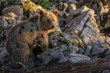 Slovenian mountain bear