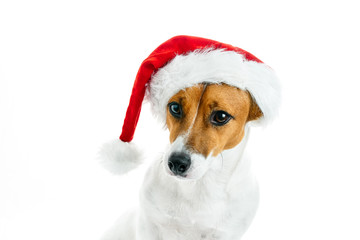 Christmas card. Portrait of a Jack Russell breed dog with a red Santa hat on a white background. Background for your text and design. 
