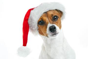 Christmas card. Portrait of a Jack Russell breed dog with a red Santa hat on a white background. Background for your text and design. 

