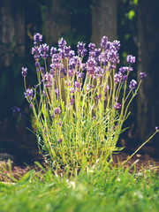 lavender in front of wooden garden fence