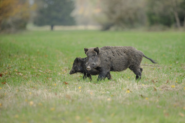 Wild boar, mother with young