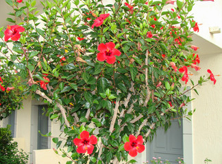 Red hibiscus flower on Crete island .