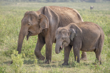 Wild Asian elephants in Sri Lanka