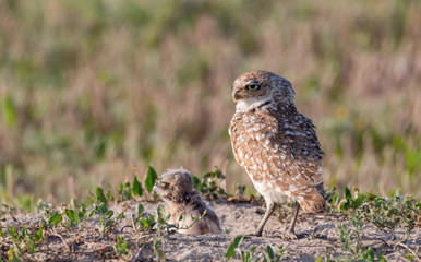Burrowing owl and chick at the nest