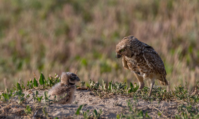 Naklejka na ściany i meble Burrowing owl and chick at the nest