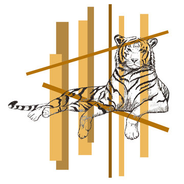 tiger sketch
