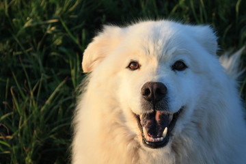 Eisb&auml;rhund mit gefleckter Zunge