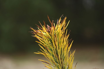 Obraz premium Yellow Autumn Branch Of A Pine