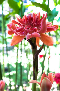 Close up, Beautiful Thai red flower in nature, show the detail of the flower.