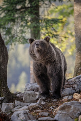 Female European brown bear