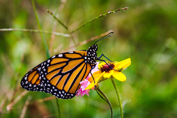 Butterfly on Yellow Flower