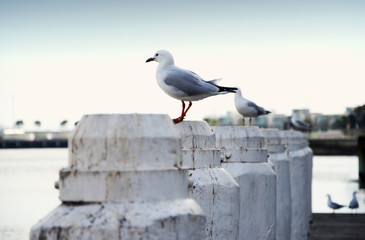 Seagull on wooden pole in harbour