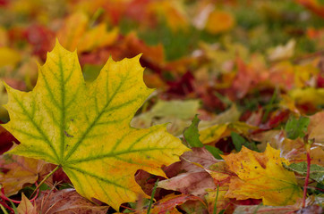 Fototapeta na wymiar Colorful background of fallen autumn leaves