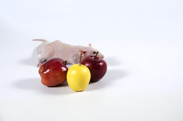 Little funny decorative rat and apples.