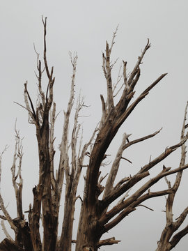 Dead Sierra Juniper tree