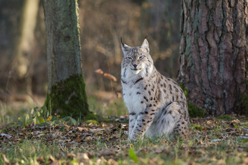 Obraz premium Lynx assis 
