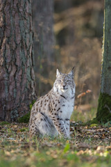 Lynx assis 
