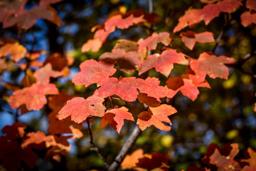 Colorful autumn scenery with tree leaves in a forest