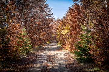 Colorful autumn nature landscape and path in a forest