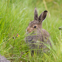 Young hare sitting in the grass