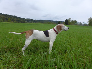 treeing walker coonhound