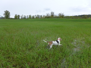 dog in wet field