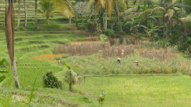 Farmers at work on paddy field, Tabanan, Indonesia