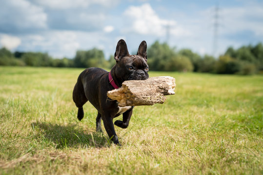 Mops mit Beute
