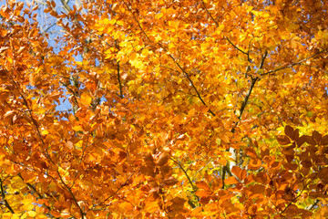Colorful backround image of fallen autumn leaves perfect for seasonal use.
