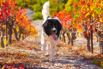 landseer dog