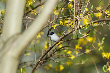 male of a Blackcap (Sylvia atricapilla).