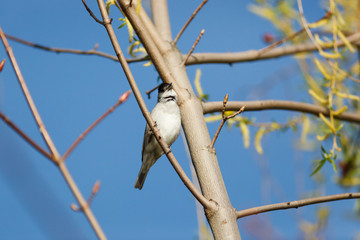 male of a Blackcap (Sylvia atricapilla).