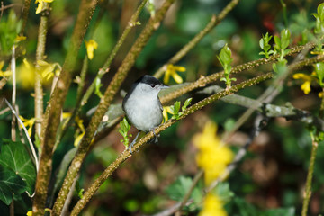 male of a Blackcap (Sylvia atricapilla).