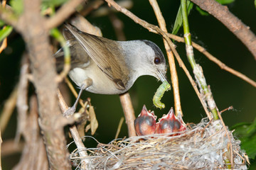 Sylvia atricapilla. The nest of the Blackcap in nature.