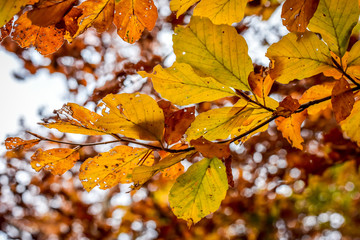 Colorful autumn scenery with tree leaves in a forest