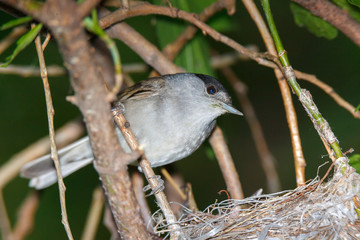 Sylvia atricapilla. The nest of the Blackcap in nature.