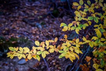 Colorful autumn scenery with tree leaves in a forest