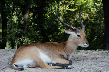 Impala
