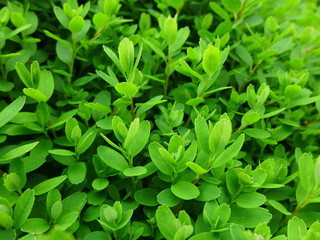 boxwood leaves