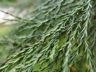 Sequoia needles