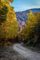 Colorful autumn landscape on a mountain