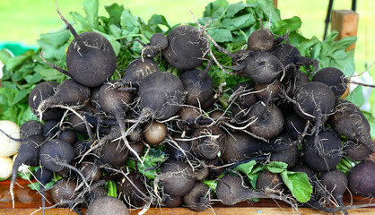 Nero Tondo Black Spanish Radishes