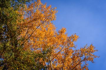 Colorful autumn landscape on a mountain