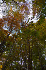 Bottom view of three old trees in the autumn forest.