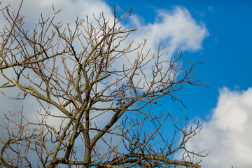 Branch no leaf in blue sky 