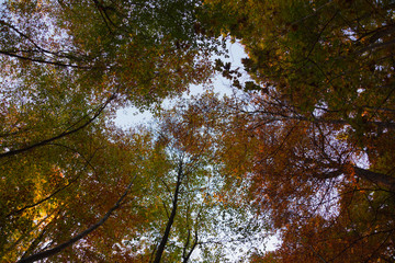 beautiful detail photography of autumnal trees from bottom view.