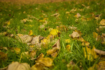 Autumn leaves on the ground