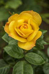 A beautiful yellow flowers