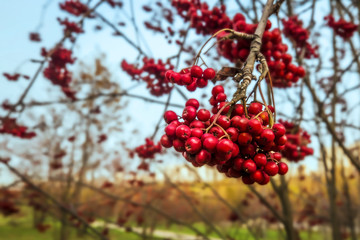 Tasty red berries - a perfect dinner for birds