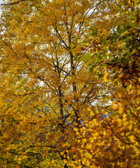 Colorful autumn landscape on a mountain